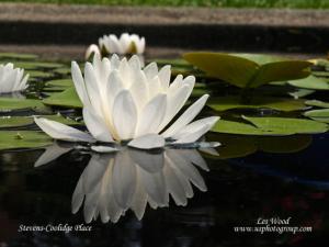 ![CDATA[ Leslie Wood - Stevens-Coolidge Place - Water Lilly ]]